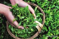 茶叶杀青采用超低氮蒸汽发生器，精准控制烘干温度及湿度！